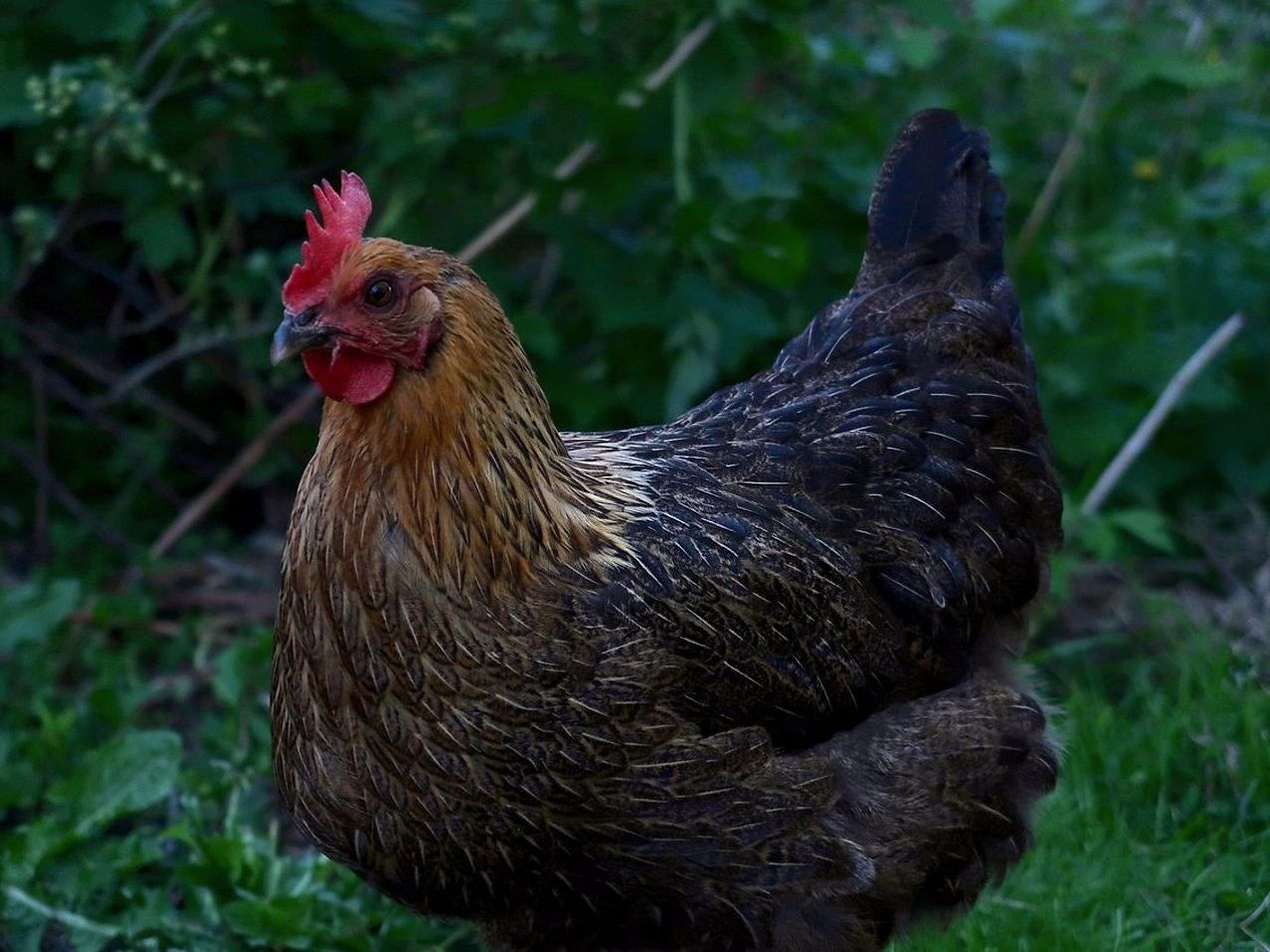 Pasture-raised chicken